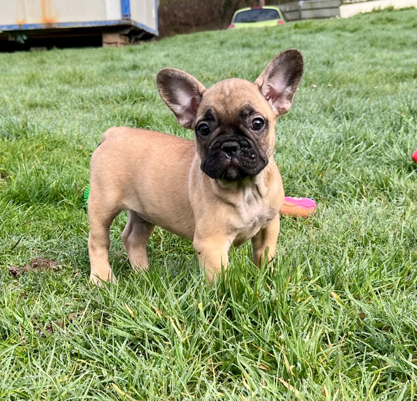 du hameau de fontenay - Chiots disponibles - Bouledogue français