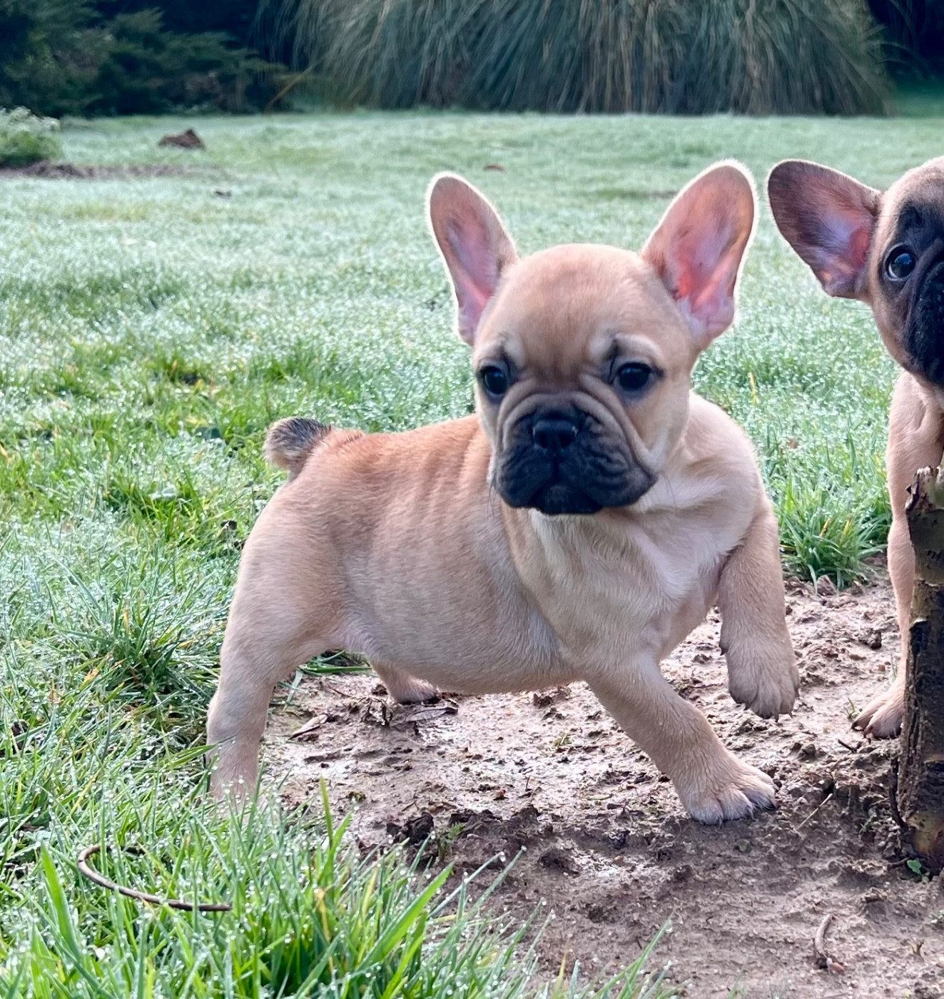 du hameau de fontenay - Chiots disponibles - Bouledogue français