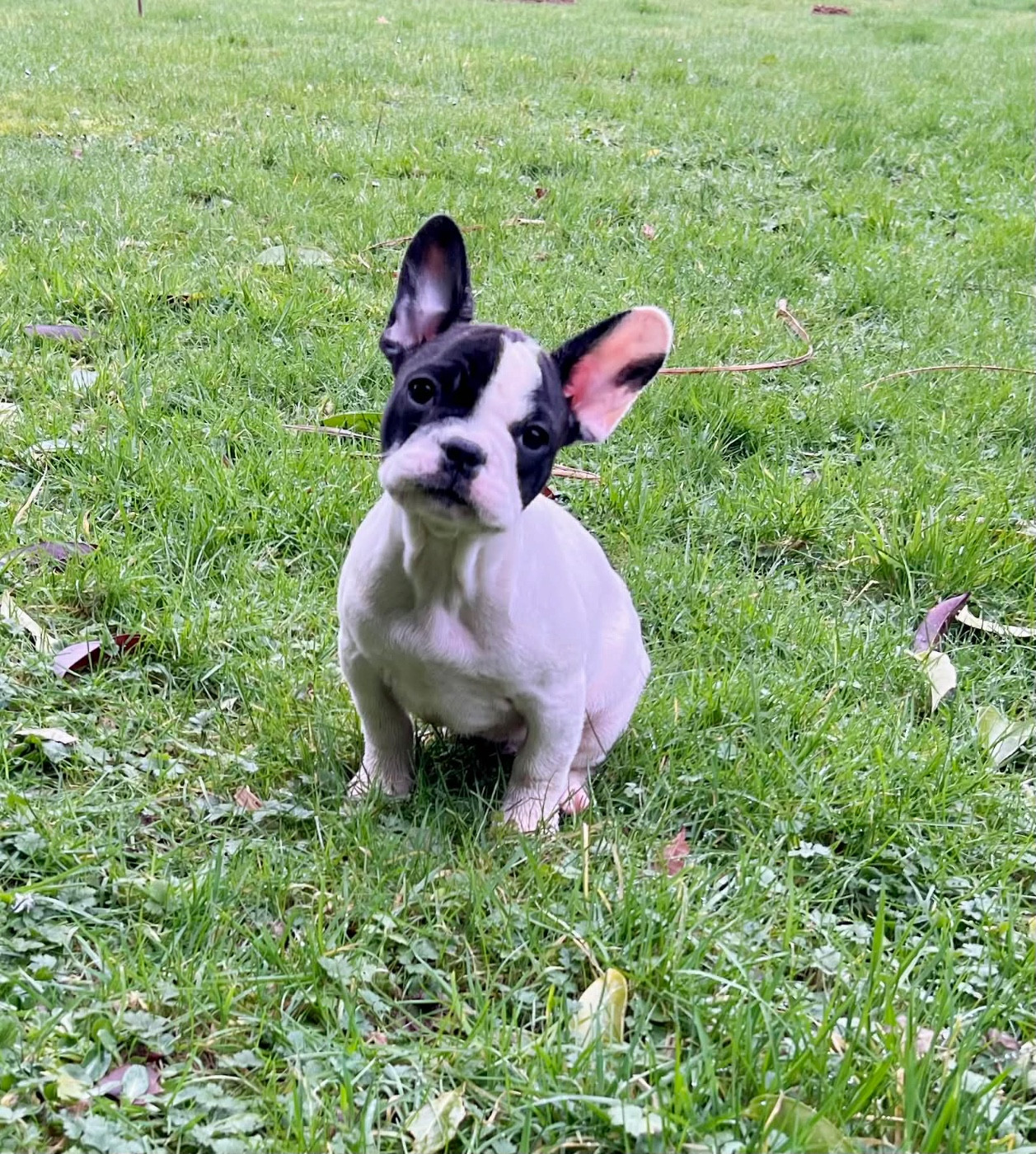 du hameau de fontenay - Chiots disponibles - Bouledogue français