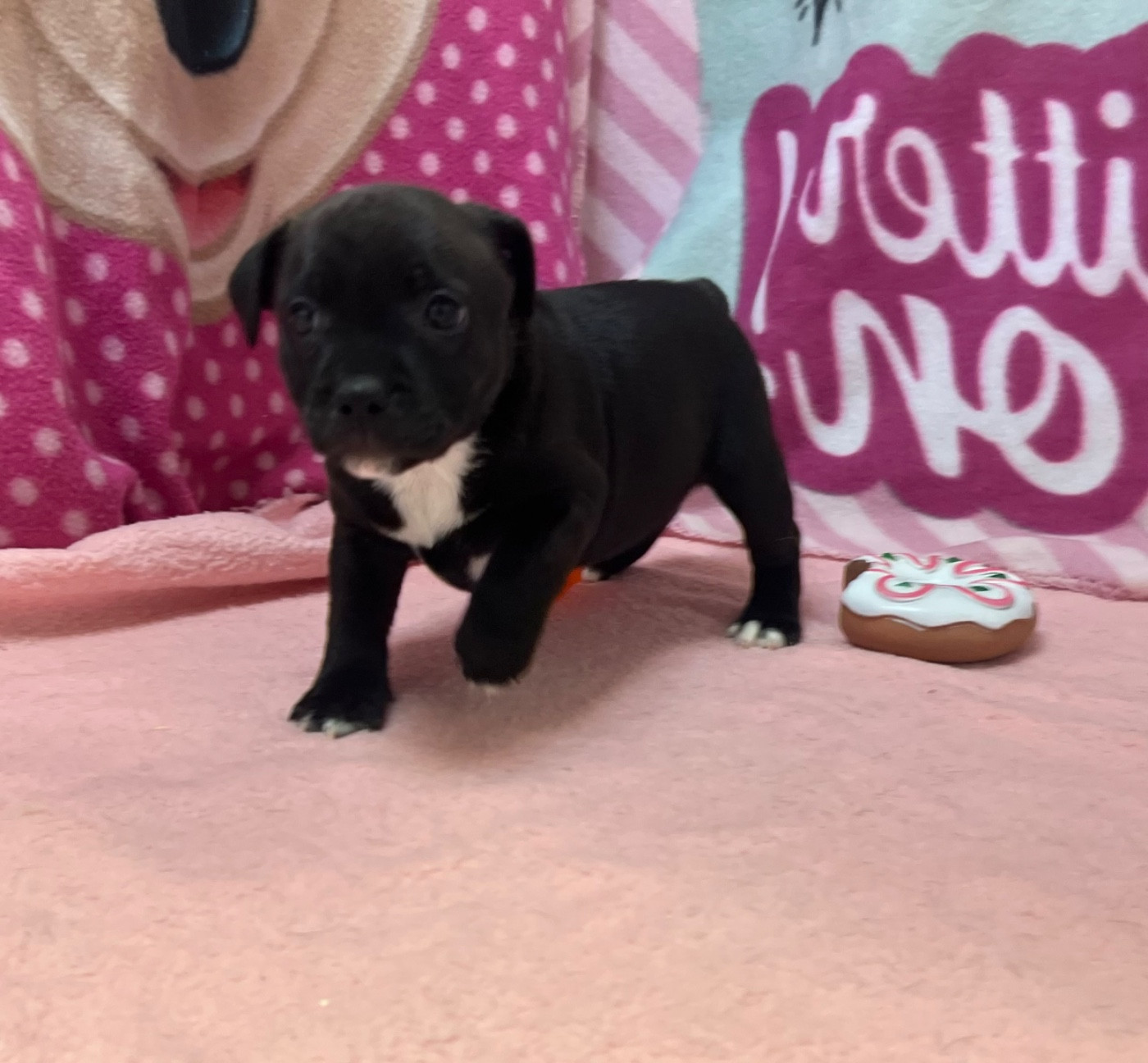 du hameau de fontenay - Chiots disponibles - Staffordshire Bull Terrier