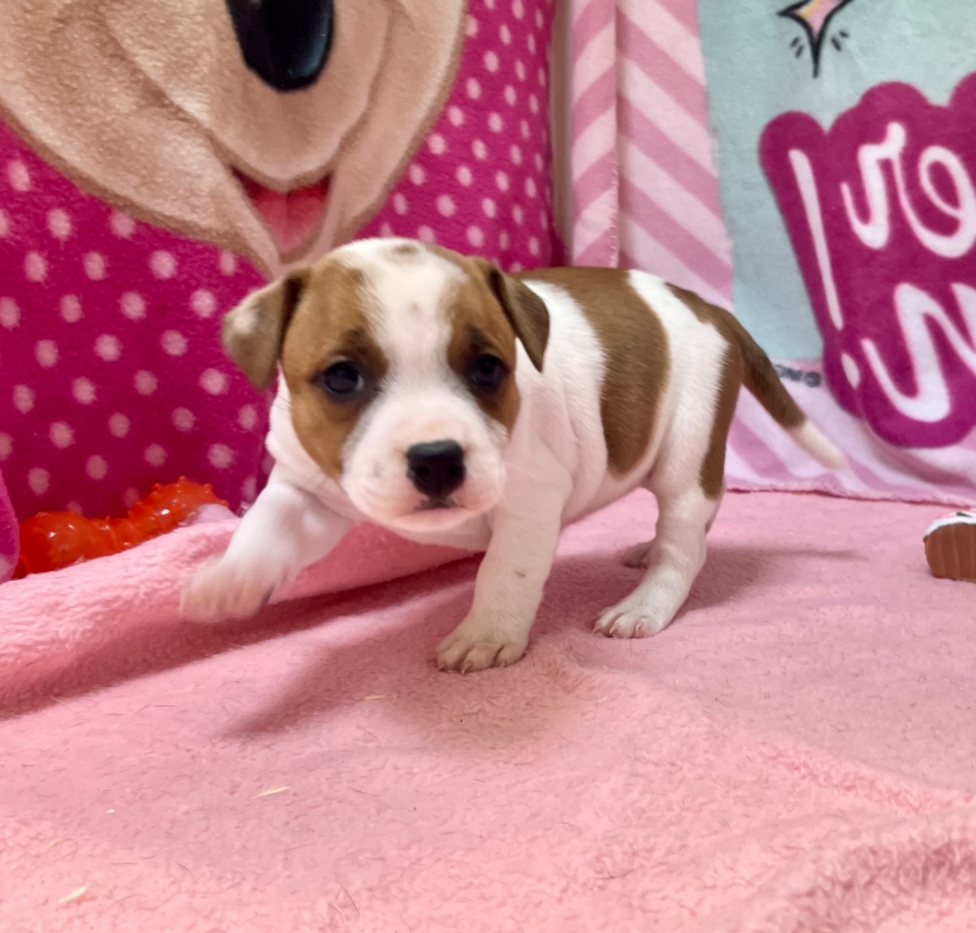 du hameau de fontenay - Chiots disponibles - Staffordshire Bull Terrier