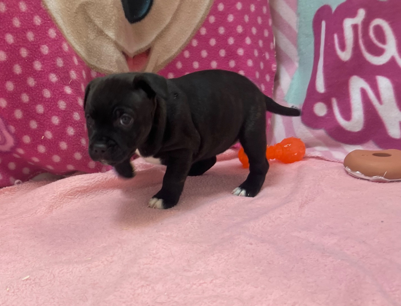 du hameau de fontenay - Chiots disponibles - Staffordshire Bull Terrier