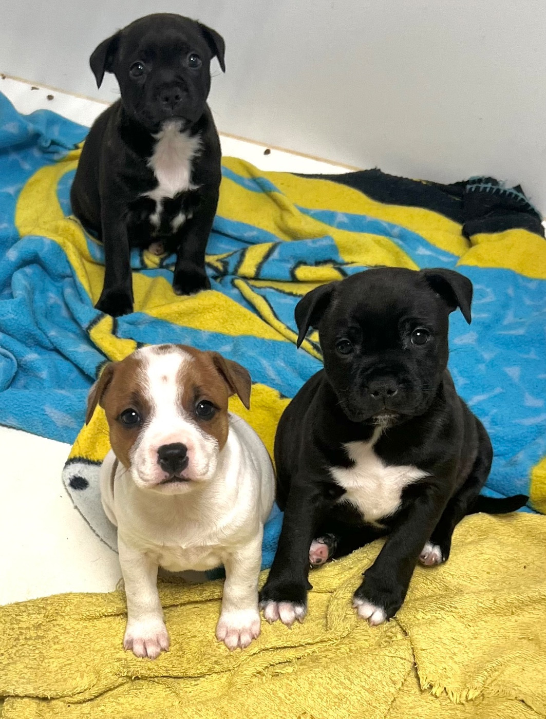 du hameau de fontenay - Staffordshire Bull Terrier - Portée née le 28/01/2026