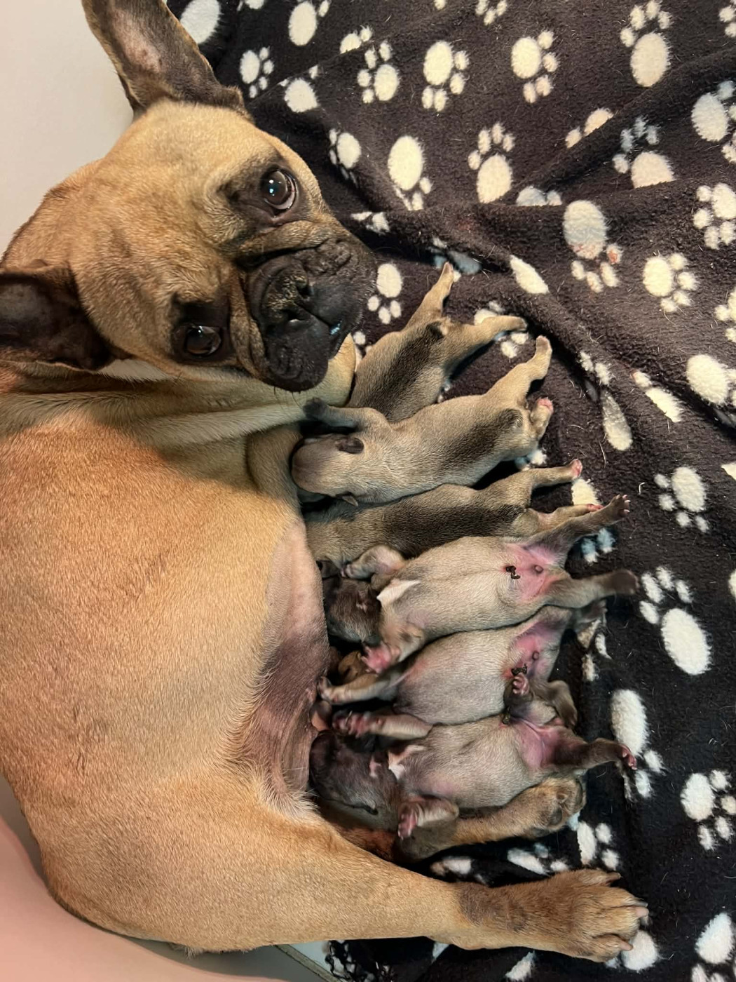 du hameau de fontenay - Bouledogue français - Portée née le 16/03/2026