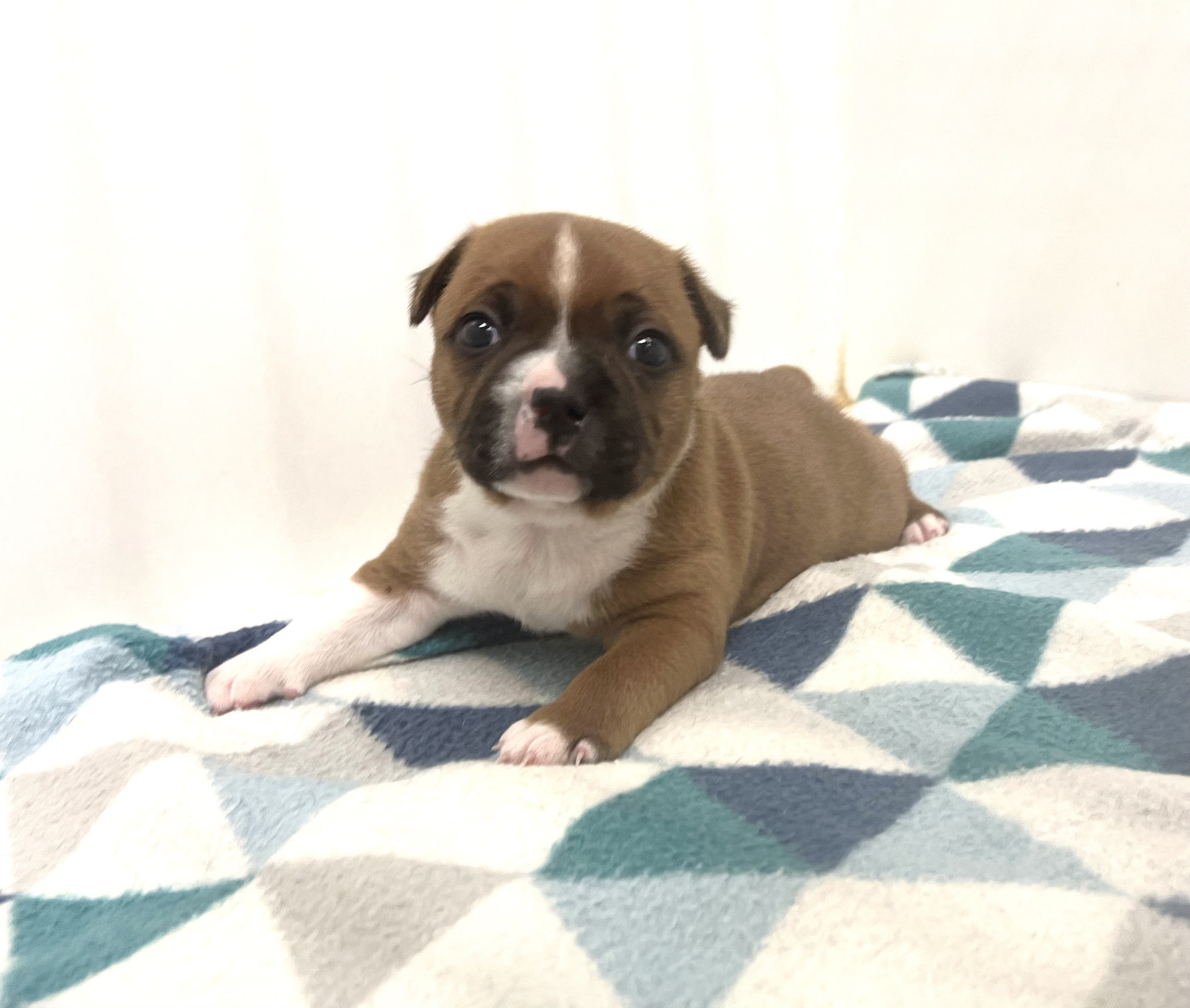 du hameau de fontenay - Chiots disponibles - Staffordshire Bull Terrier