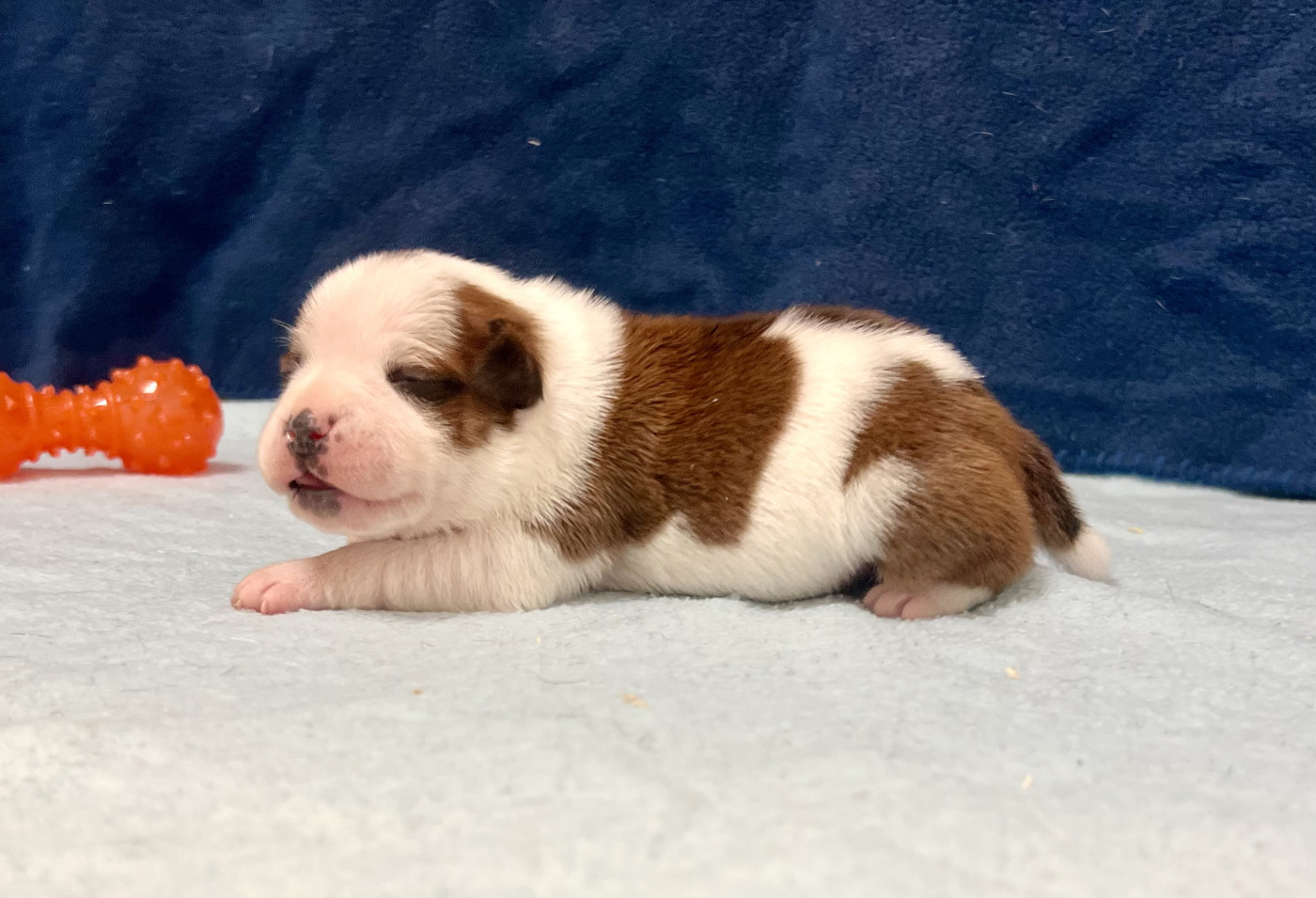 du hameau de fontenay - Chiots disponibles - Staffordshire Bull Terrier