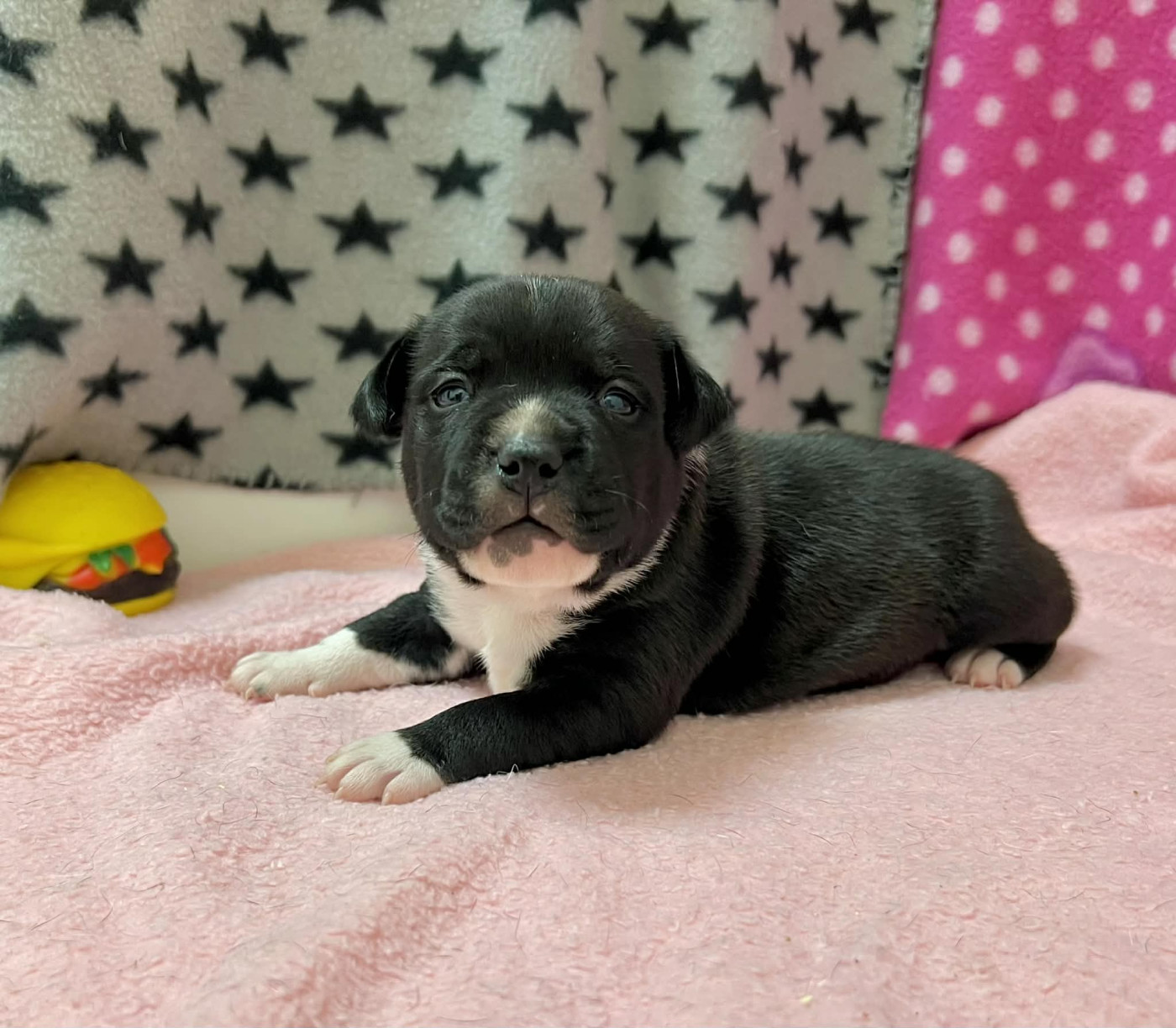 du hameau de fontenay - Chiots disponibles - Staffordshire Bull Terrier