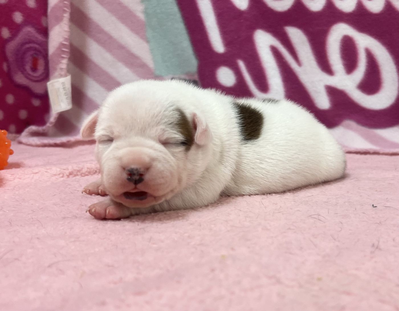 du hameau de fontenay - Chiots disponibles - Staffordshire Bull Terrier