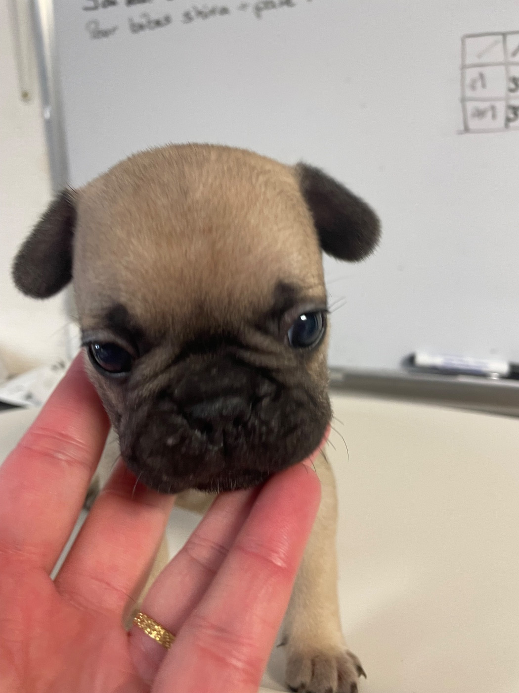 du hameau de fontenay - Chiots disponibles - Bouledogue français