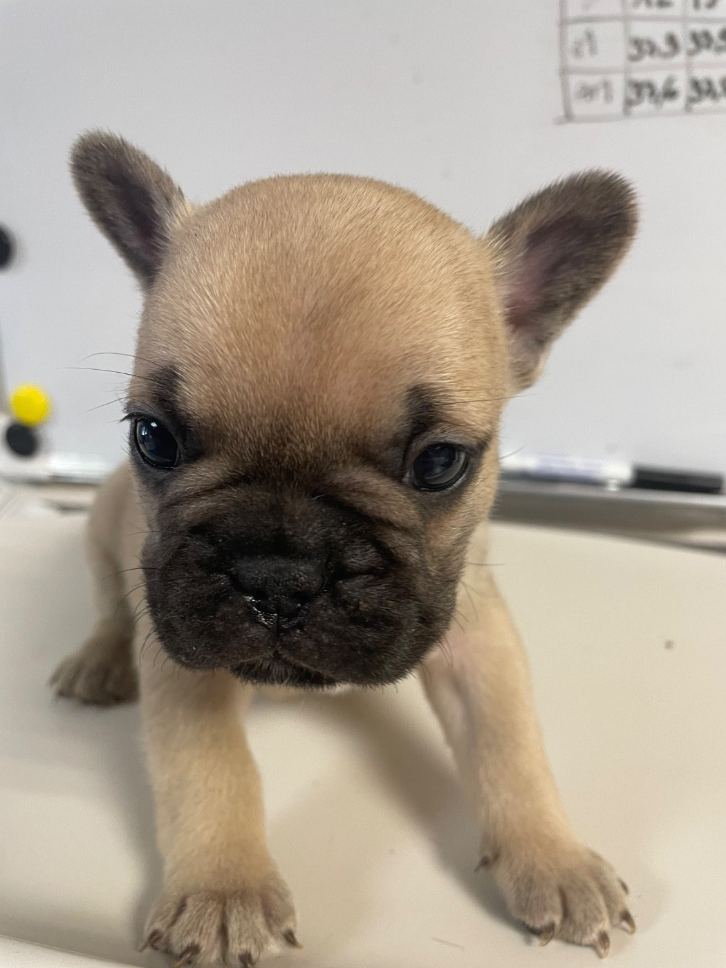 du hameau de fontenay - Chiots disponibles - Bouledogue français