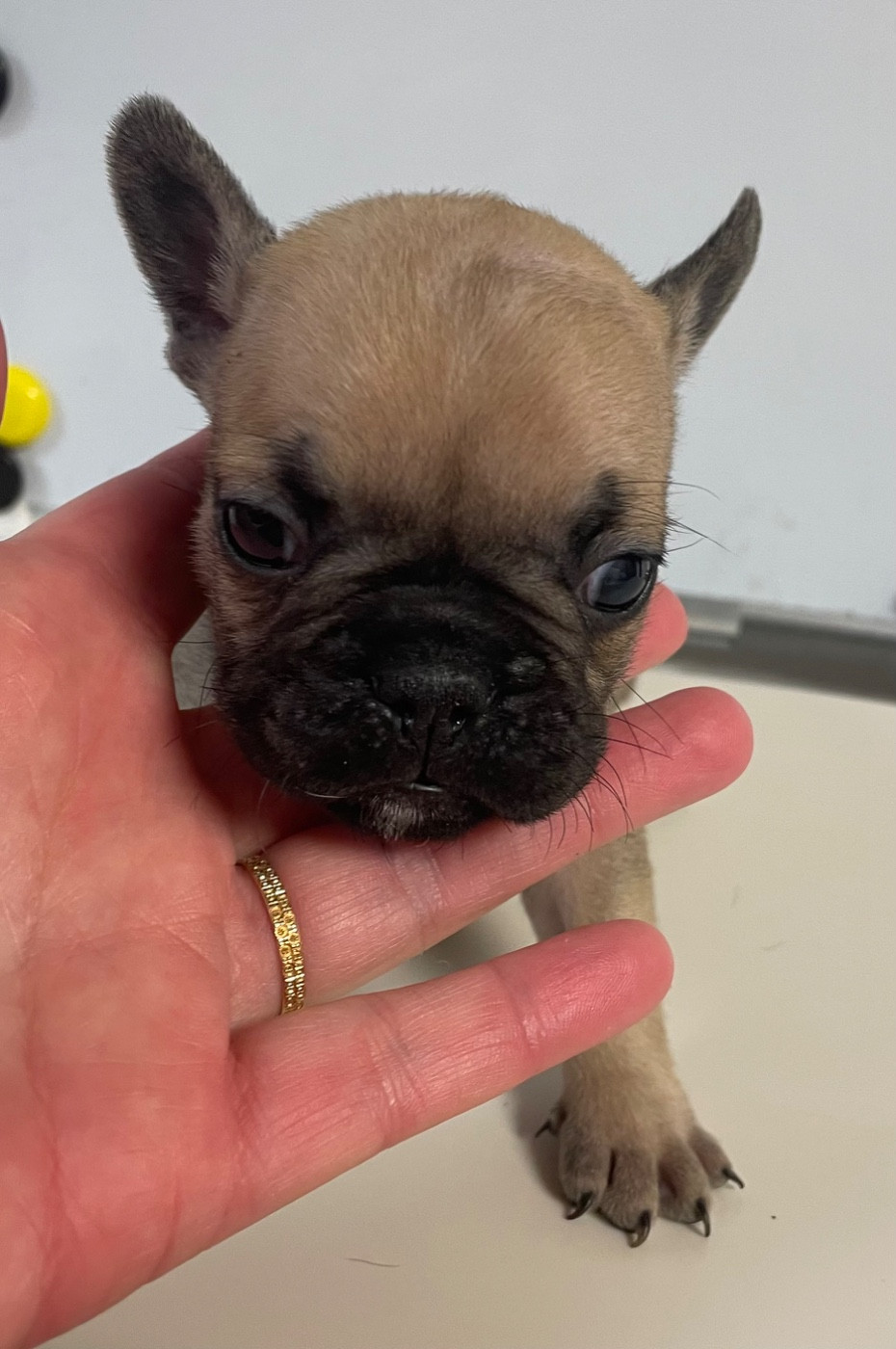 du hameau de fontenay - Chiots disponibles - Bouledogue français
