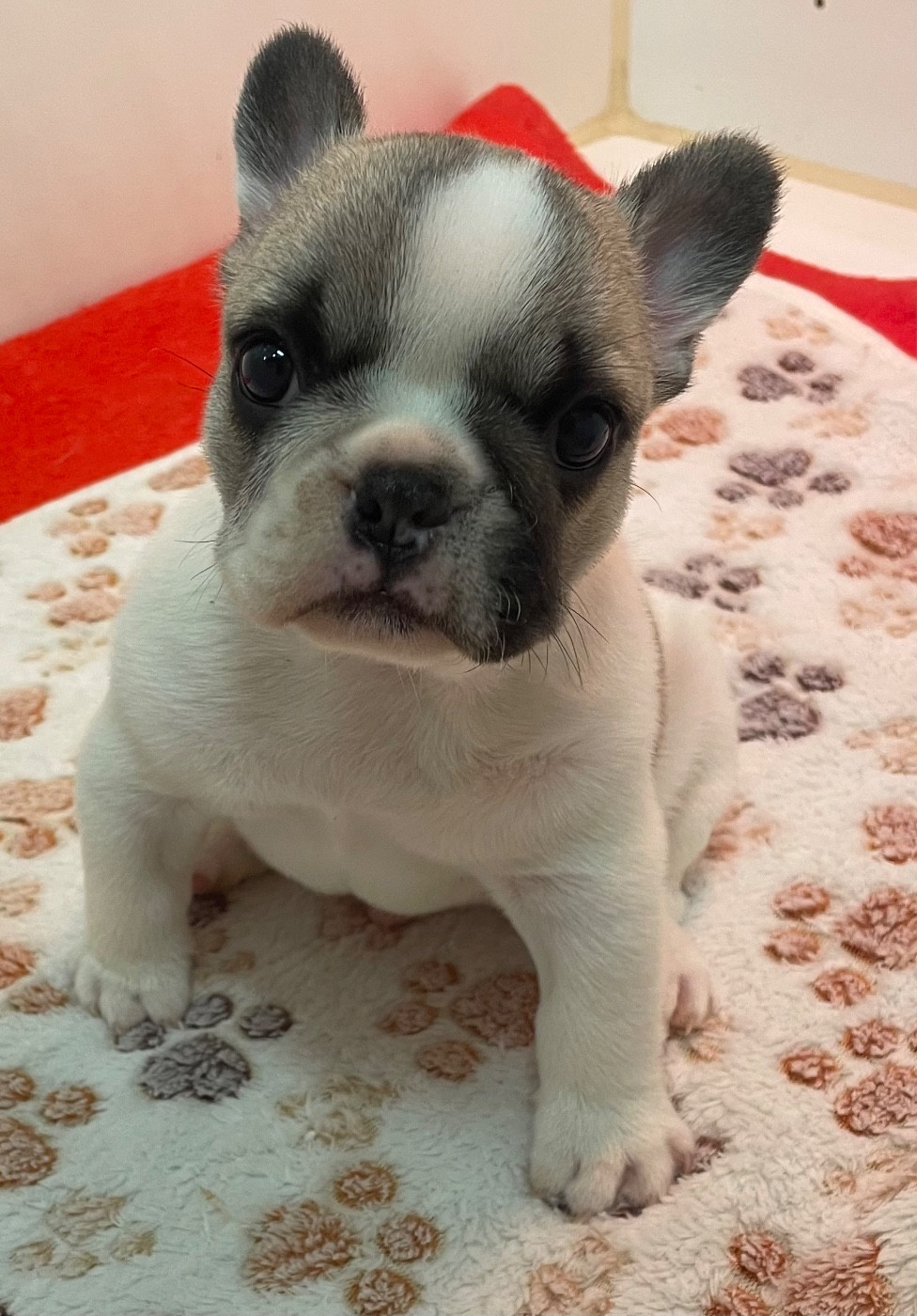du hameau de fontenay - Chiots disponibles - Bouledogue français