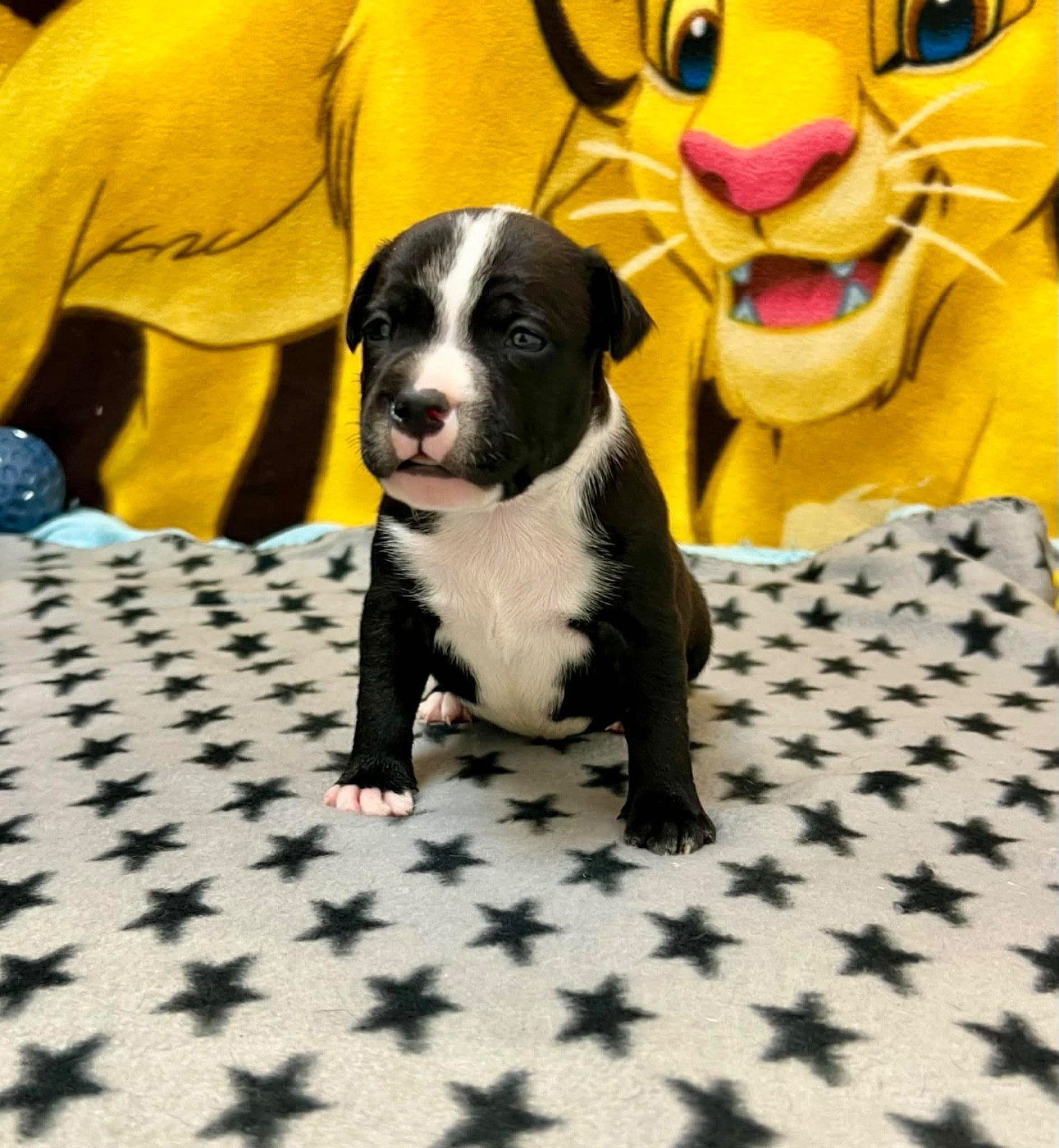 du hameau de fontenay - Chiots disponibles - Staffordshire Bull Terrier