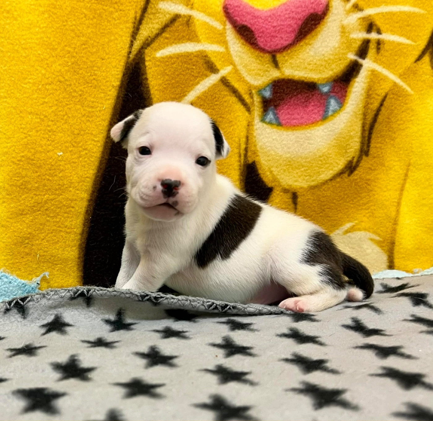 du hameau de fontenay - Chiots disponibles - Staffordshire Bull Terrier