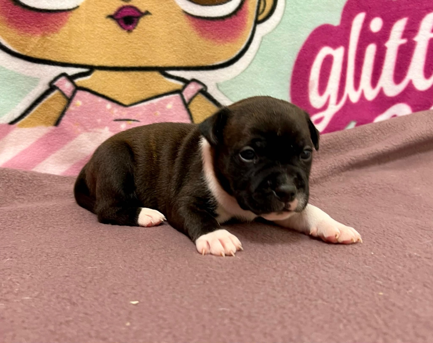 du hameau de fontenay - Chiots disponibles - Staffordshire Bull Terrier