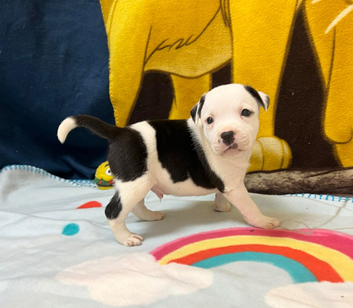 du hameau de fontenay - Chiots disponibles - Staffordshire Bull Terrier