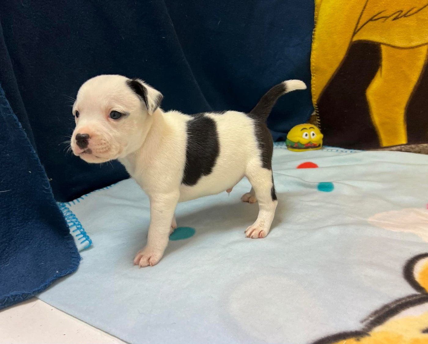 du hameau de fontenay - Chiots disponibles - Staffordshire Bull Terrier