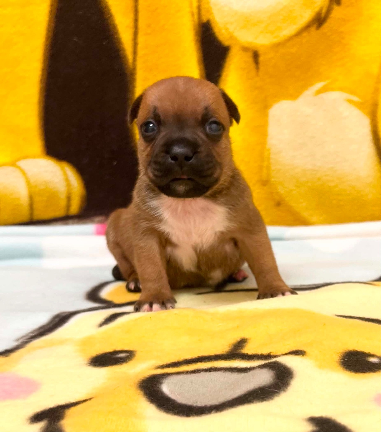 du hameau de fontenay - Chiots disponibles - Staffordshire Bull Terrier