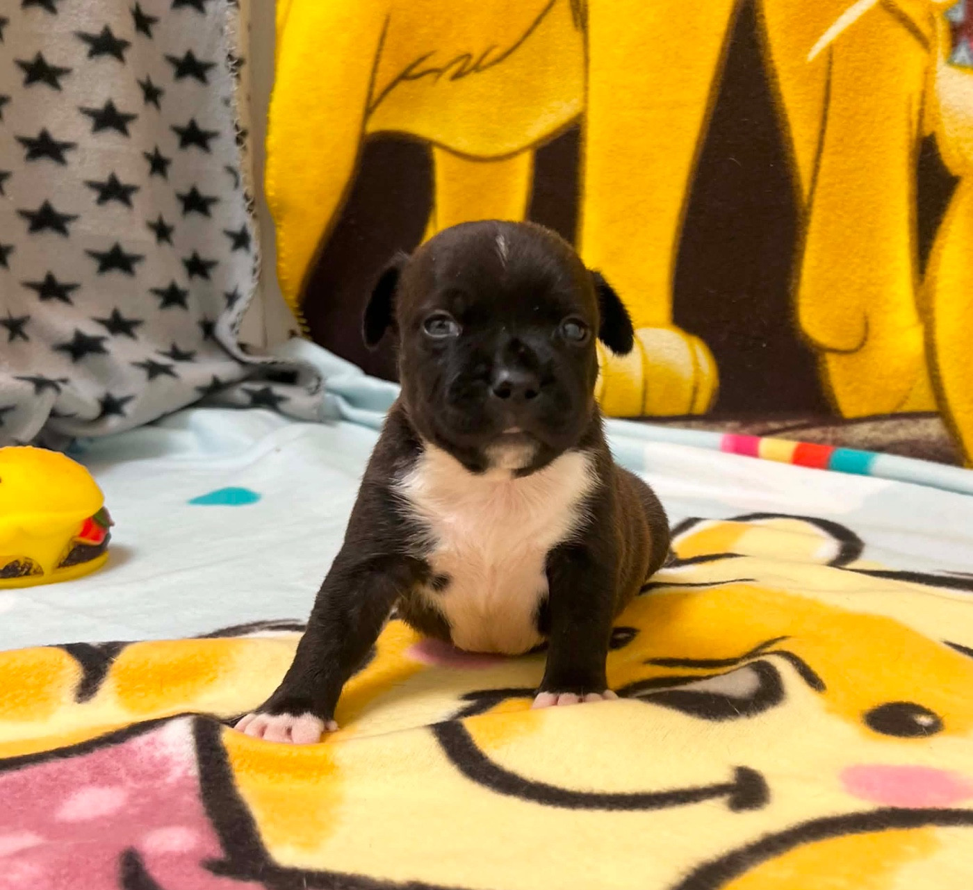 du hameau de fontenay - Chiots disponibles - Staffordshire Bull Terrier