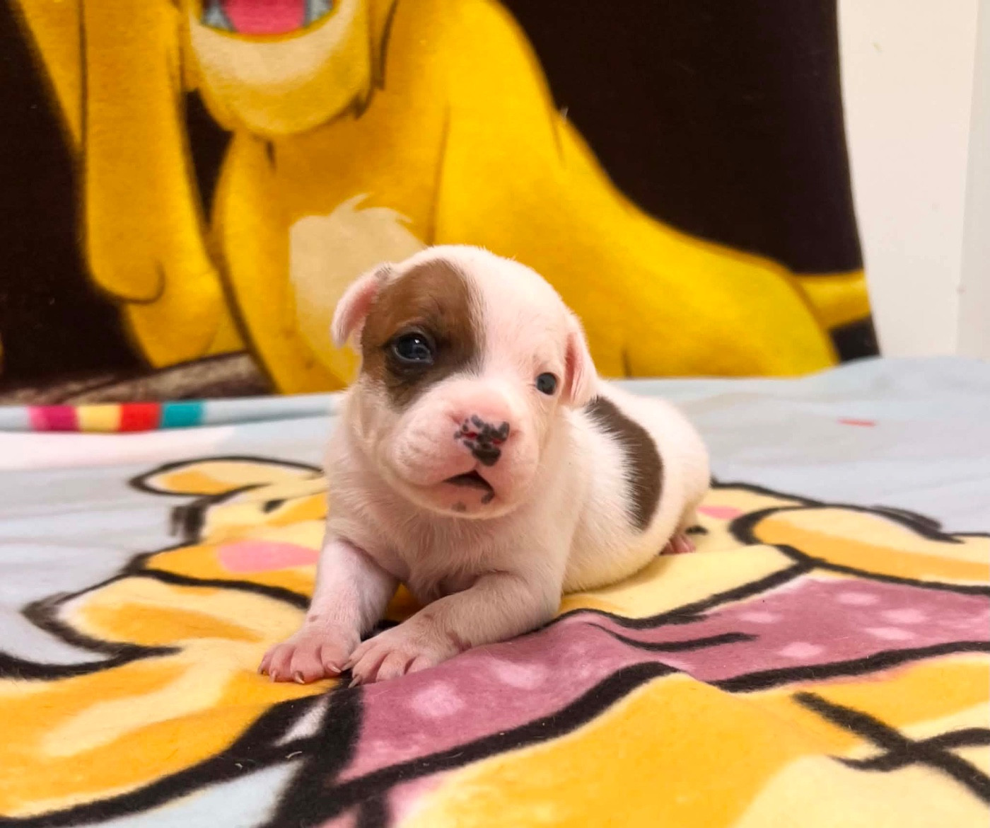 du hameau de fontenay - Chiots disponibles - Staffordshire Bull Terrier
