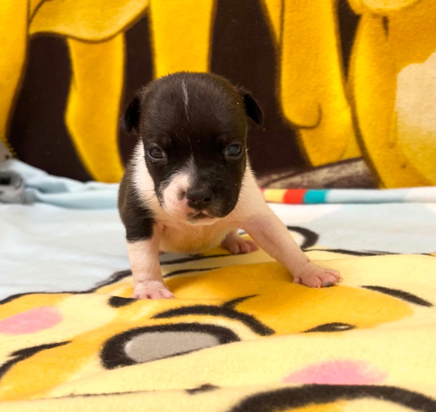 du hameau de fontenay - Chiots disponibles - Staffordshire Bull Terrier