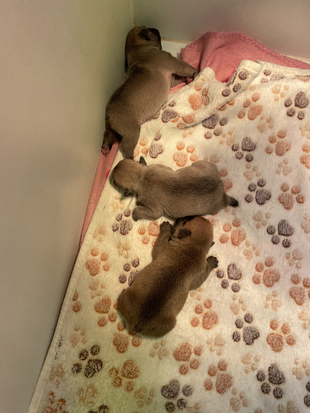 du hameau de fontenay - Chiots disponibles - Bouledogue français