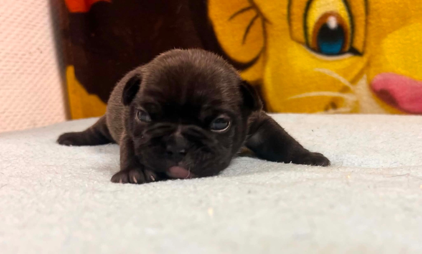 du hameau de fontenay - Chiots disponibles - Bouledogue français
