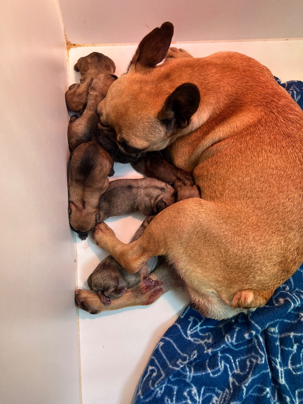 Chiot Bouledogue français du hameau de fontenay