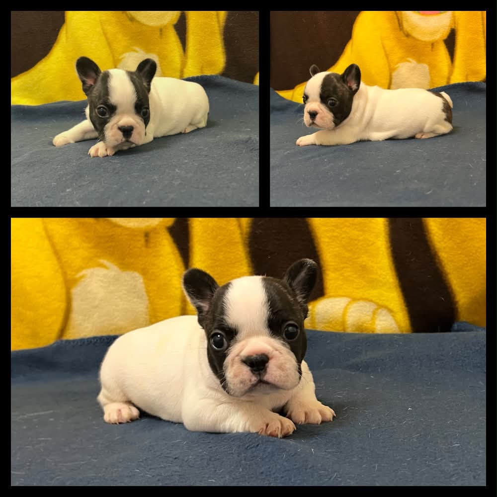 du hameau de fontenay - Chiots disponibles - Bouledogue français