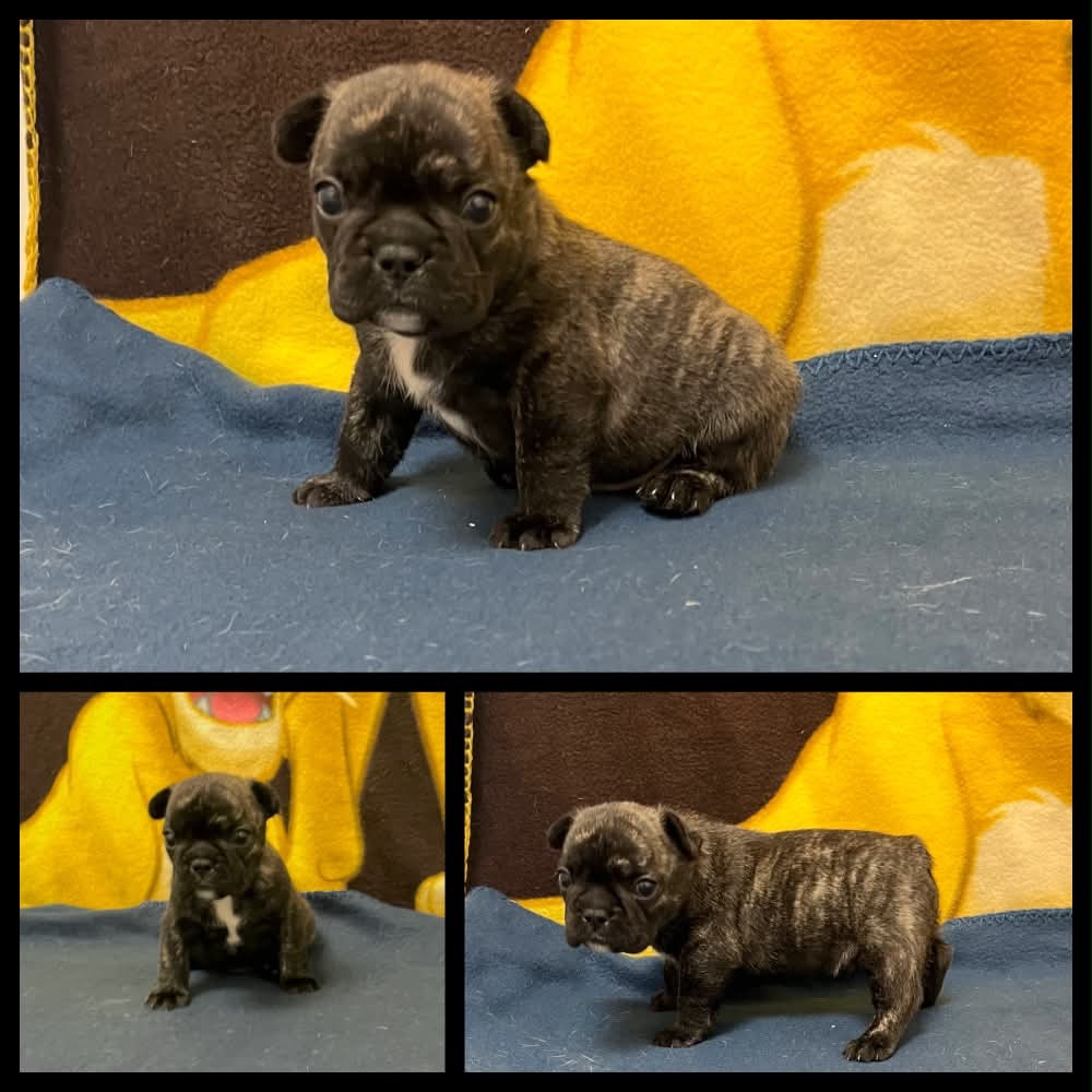 du hameau de fontenay - Chiots disponibles - Bouledogue français