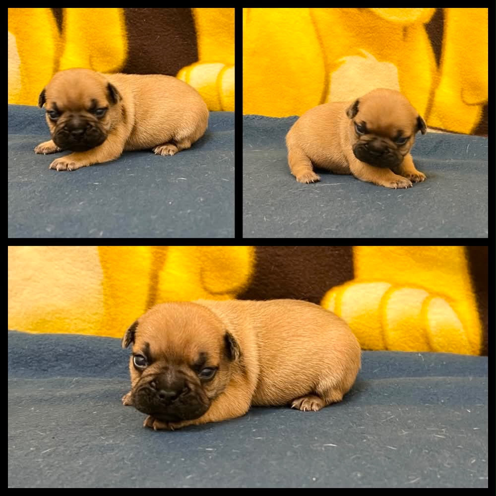 du hameau de fontenay - Chiots disponibles - Bouledogue français
