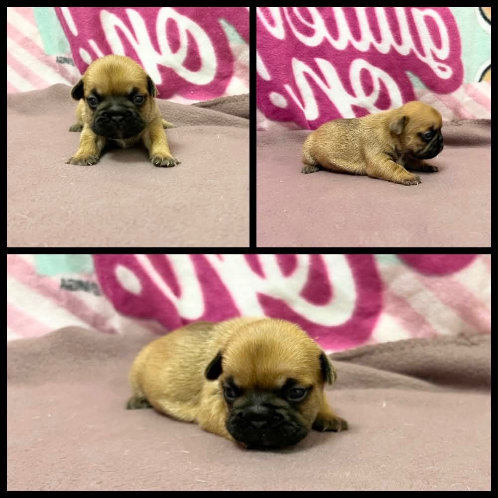 du hameau de fontenay - Chiots disponibles - Bouledogue français