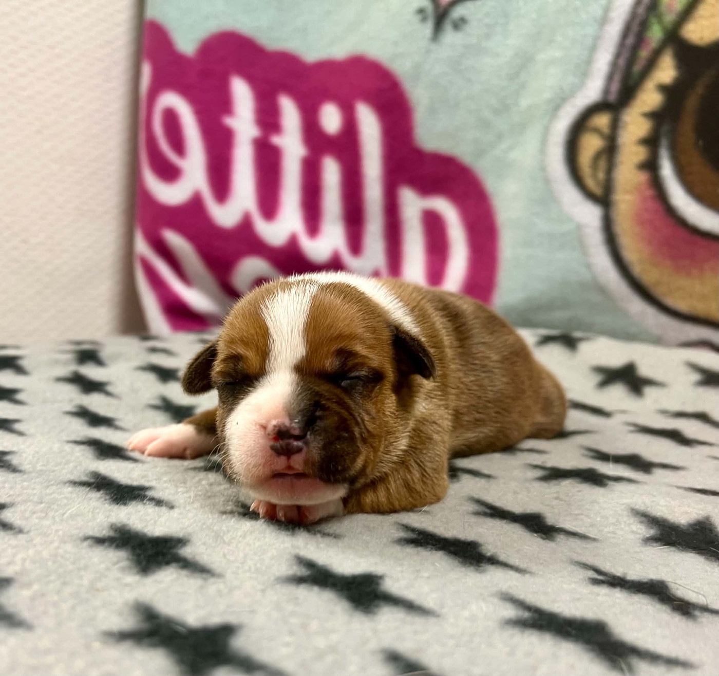 du hameau de fontenay - Chiots disponibles - Staffordshire Bull Terrier