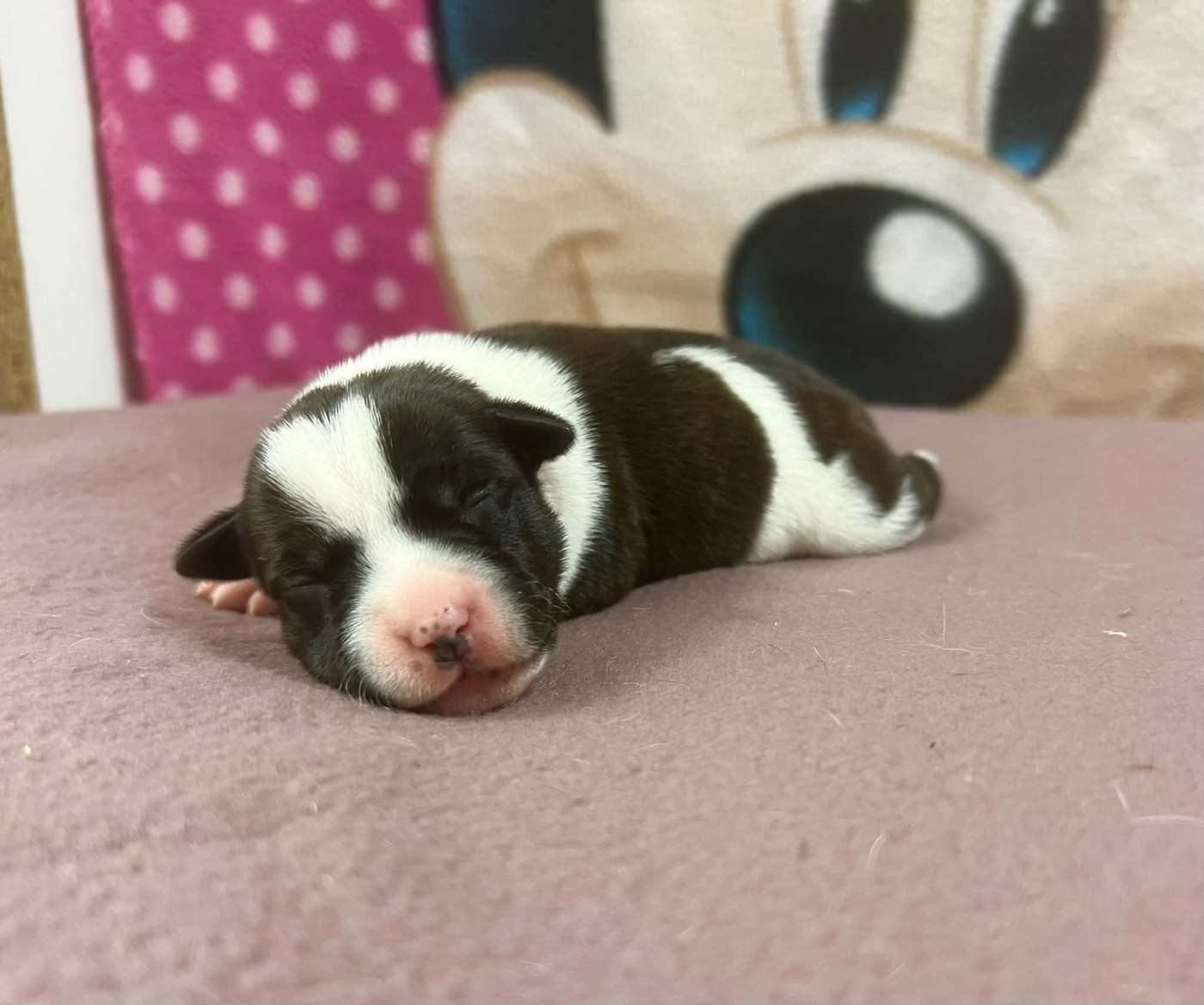 du hameau de fontenay - Chiots disponibles - Staffordshire Bull Terrier