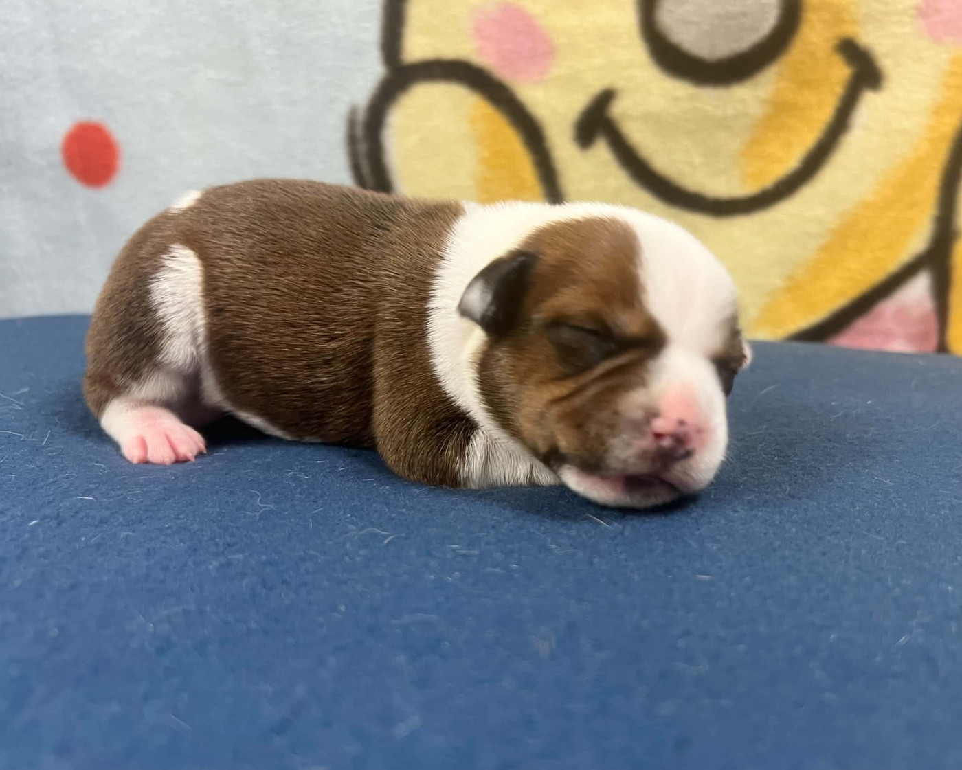 du hameau de fontenay - Chiots disponibles - Staffordshire Bull Terrier