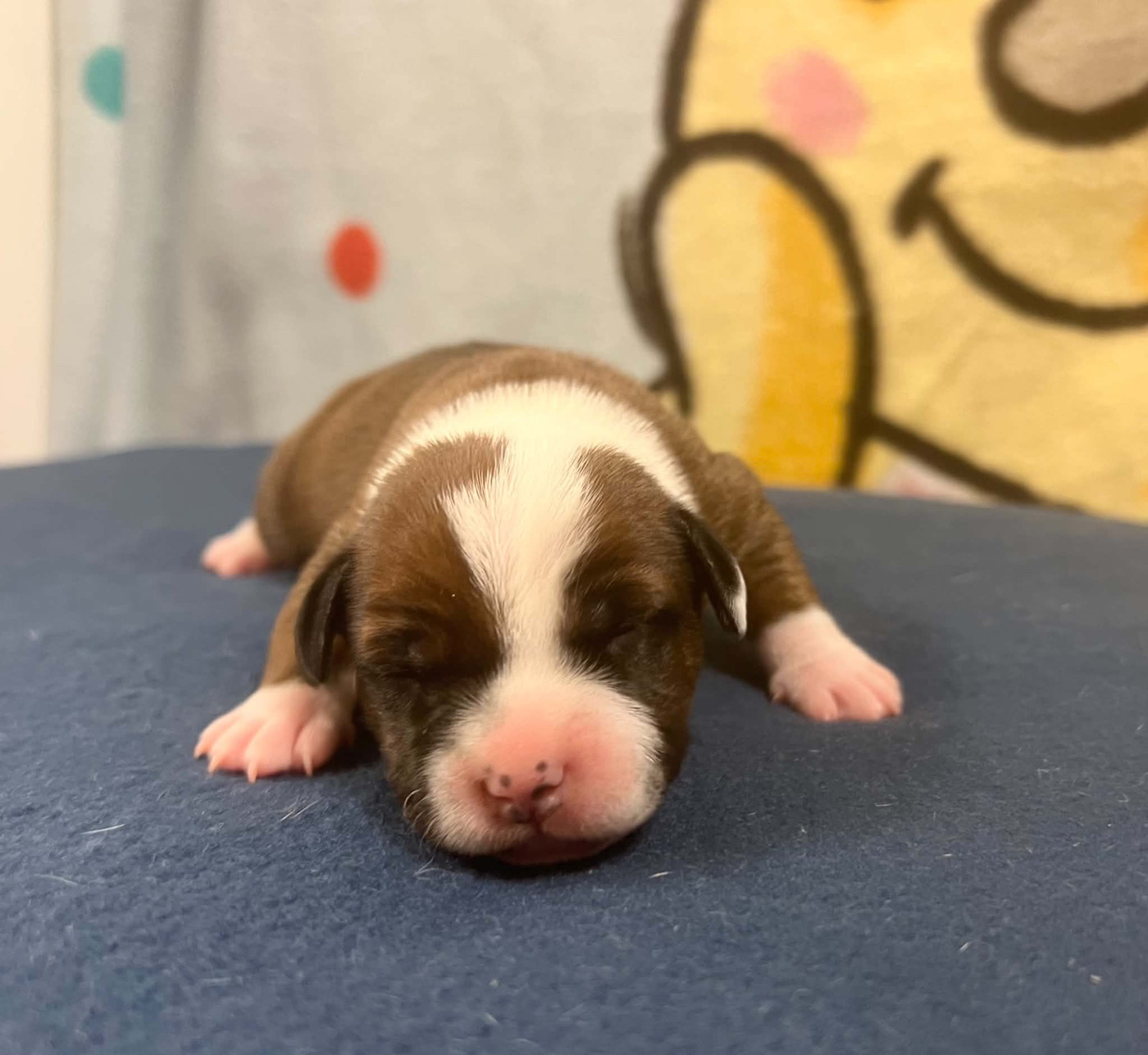 du hameau de fontenay - Chiots disponibles - Staffordshire Bull Terrier