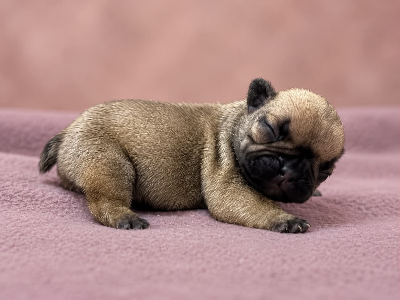 du hameau de fontenay - Chiots disponibles - Bouledogue français