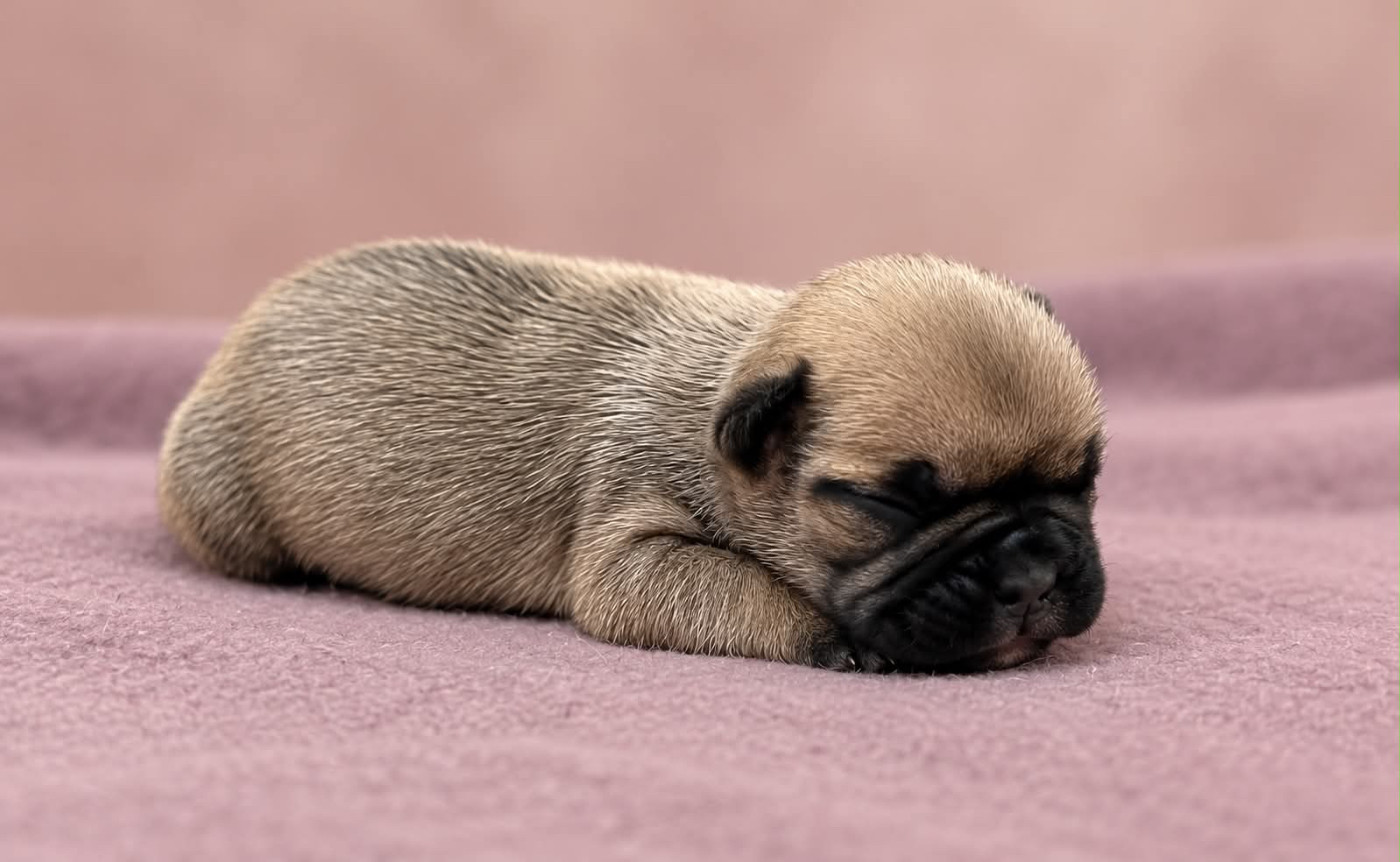 du hameau de fontenay - Chiots disponibles - Bouledogue français