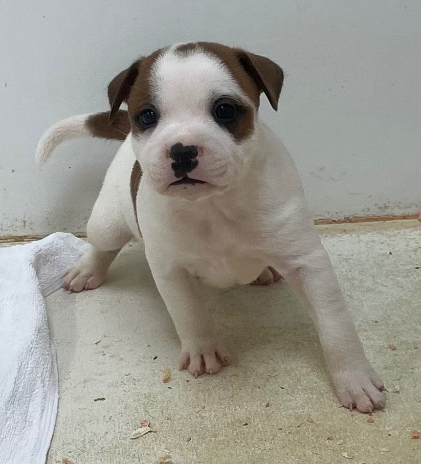 du hameau de fontenay - Chiots disponibles - Staffordshire Bull Terrier