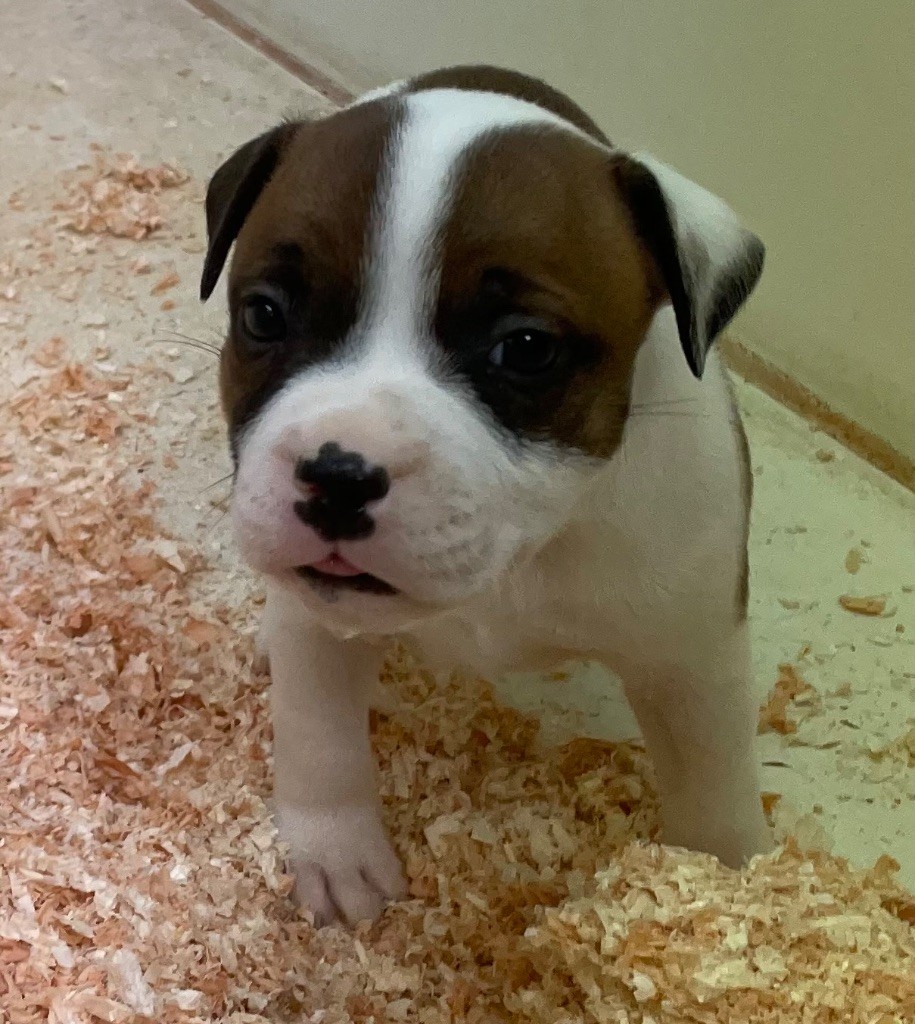 du hameau de fontenay - Chiots disponibles - Staffordshire Bull Terrier
