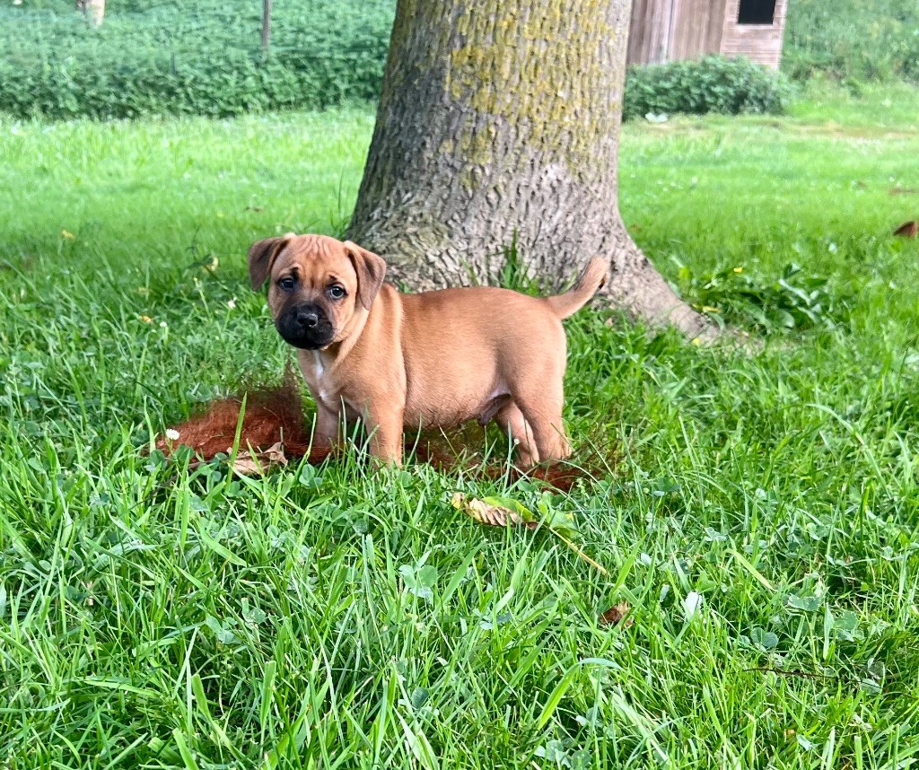 du hameau de fontenay - Chiots disponibles - Staffordshire Bull Terrier