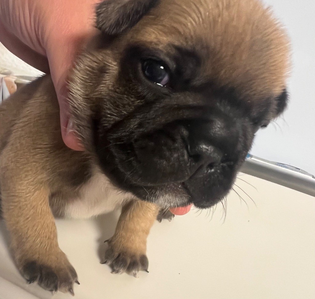 du hameau de fontenay - Chiots disponibles - Bouledogue français
