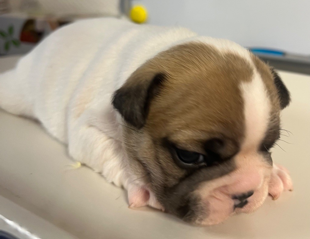 du hameau de fontenay - Chiots disponibles - Bouledogue français