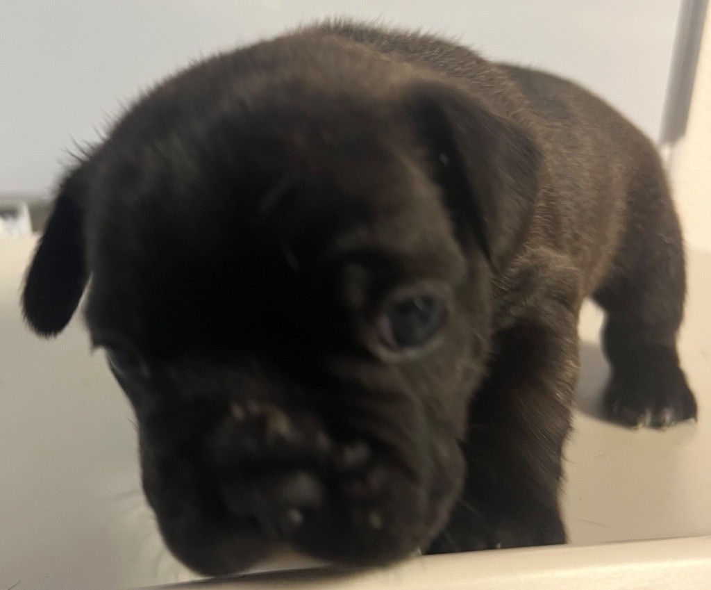 du hameau de fontenay - Chiots disponibles - Bouledogue français