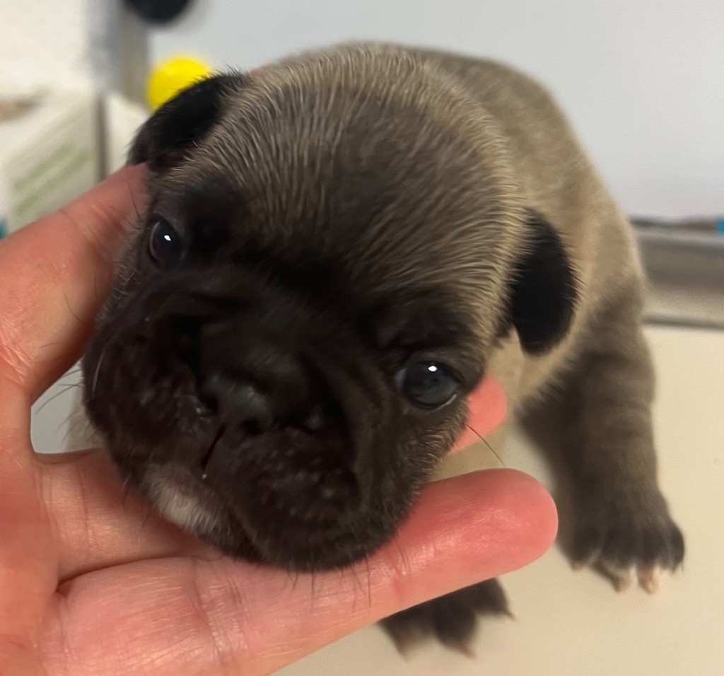 du hameau de fontenay - Chiots disponibles - Bouledogue français