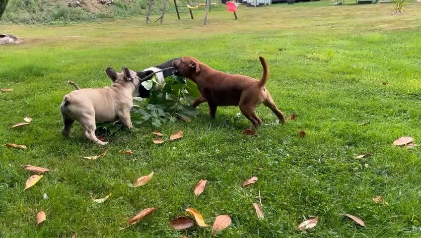 du hameau de fontenay - Chiots disponibles - Staffordshire Bull Terrier