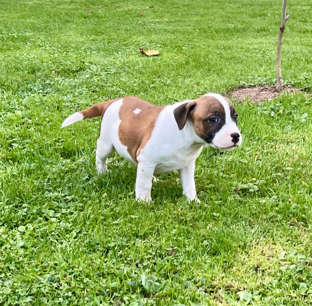 du hameau de fontenay - Chiots disponibles - Staffordshire Bull Terrier