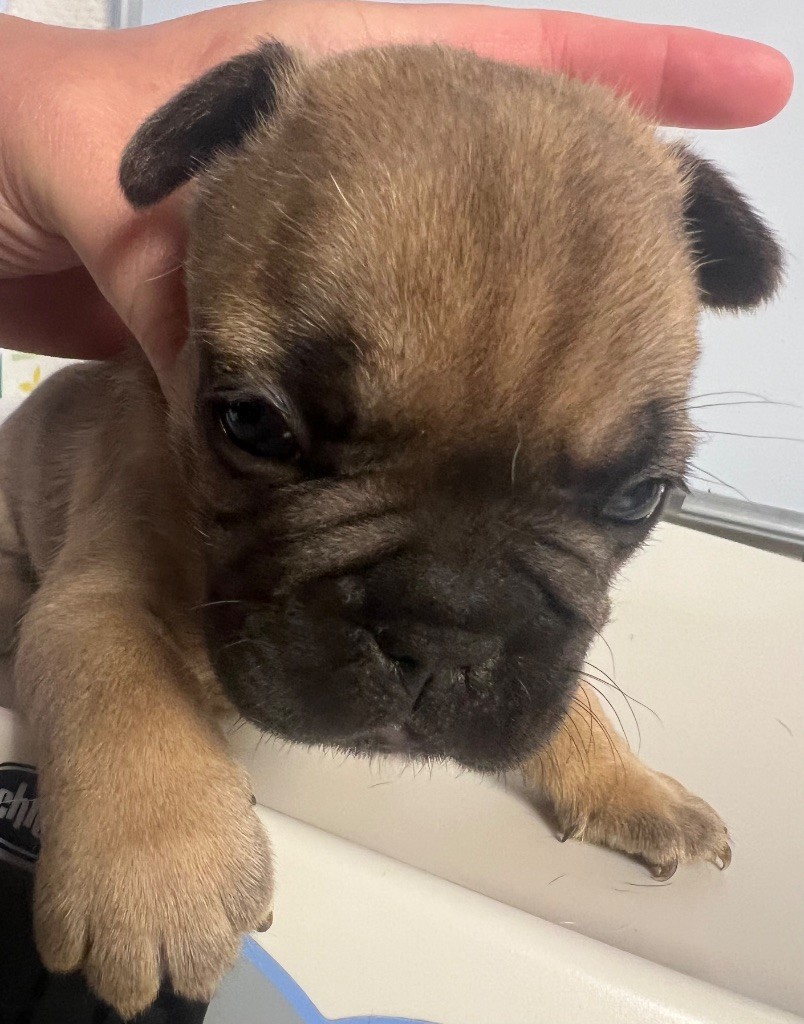 du hameau de fontenay - Chiots disponibles - Bouledogue français