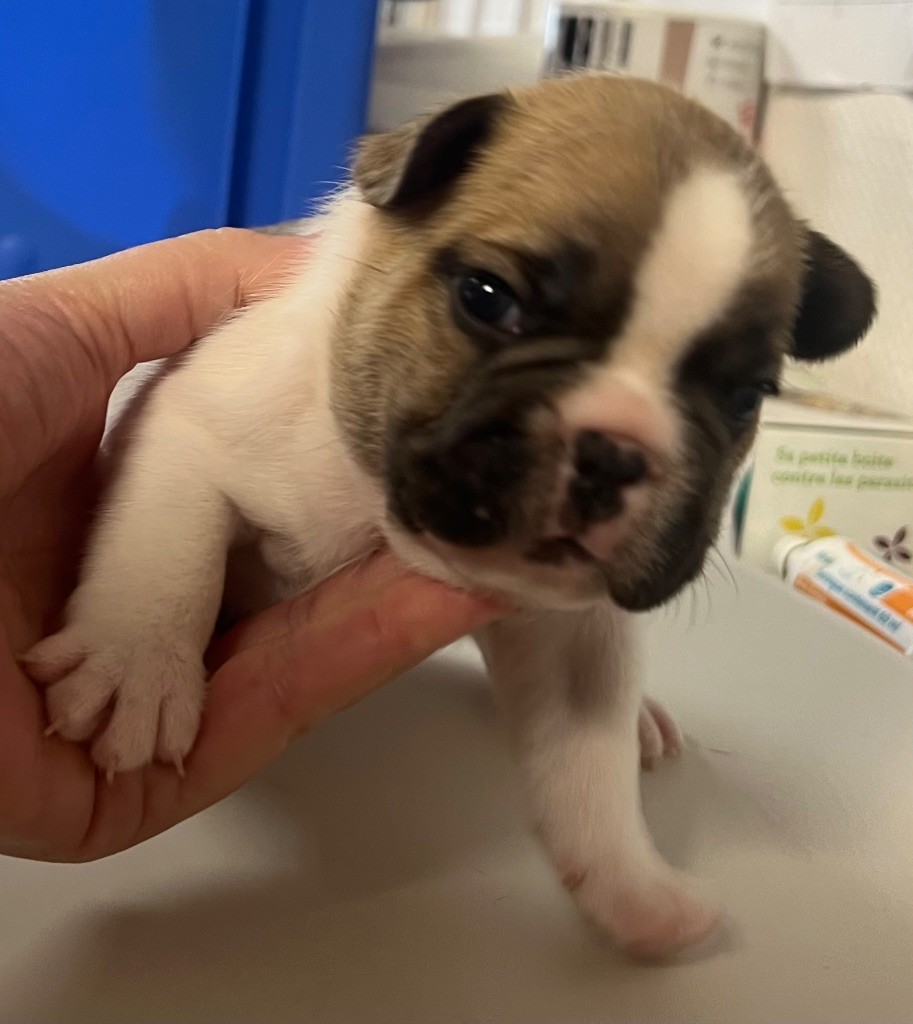 du hameau de fontenay - Chiots disponibles - Bouledogue français