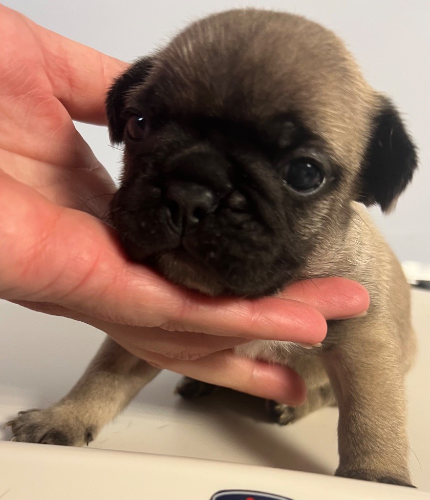 du hameau de fontenay - Chiots disponibles - Bouledogue français